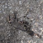 Poslední žabí cesta v přímém přenosu. Značky Pozor, žáby! nejsou u silnic jen tak