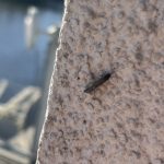 Mračna hmyzu obsadila v uplynulých dnech okolí řeky v Písku. Odborník řekl, o jaký druh jde