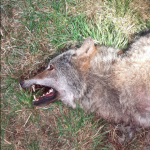 V lese u Horního Dvořiště ležel mrtvý vlk