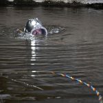 Potápěči mapovali okolí městské elektrárny v Písku