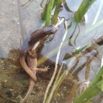 Ochránci přírody zachraňují na Šumavě tisíce obojživelníků