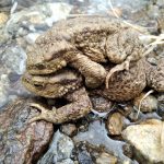 Ochránci přírody zachraňují na Šumavě tisíce obojživelníků