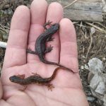 Ochránci přírody zachraňují na Šumavě tisíce obojživelníků