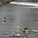 Umělé rybí trdliště na Otavě v Písku podpoří populaci ryb