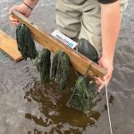 Umělé rybí trdliště na Otavě v Písku podpoří populaci ryb