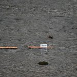 Umělé rybí trdliště na Otavě v Písku podpoří populaci ryb