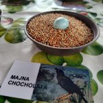 Hledání vajíček i tygří mláďata. Zoo na Českobudějovicku zvou na velikonoční program