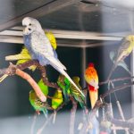 Farmapark v Předoticích o Velikonocích zahájil turistickou sezonu