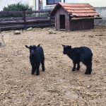 Farmapark v Předoticích o Velikonocích zahájil turistickou sezonu