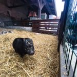 Farmapark v Předoticích o Velikonocích zahájil turistickou sezonu