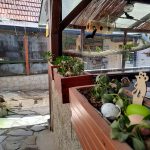 Hledání vajíček i tygří mláďata. Zoo na Českobudějovicku zvou na velikonoční program