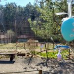 Hledání vajíček i tygří mláďata. Zoo na Českobudějovicku zvou na velikonoční program