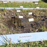 Úspěch třeboňské botanické. Hvězdou sezony je koniklec, objeví se ale i masožravky