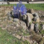 Úspěch třeboňské botanické. Hvězdou sezony je koniklec, objeví se ale i masožravky