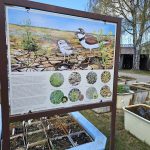 Úspěch třeboňské botanické. Hvězdou sezony je koniklec, objeví se ale i masožravky