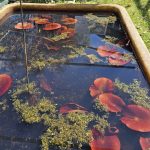 Úspěch třeboňské botanické. Hvězdou sezony je koniklec, objeví se ale i masožravky