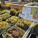 Úspěch třeboňské botanické. Hvězdou sezony je koniklec, objeví se ale i masožravky