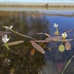 Úspěch třeboňské botanické. Hvězdou sezony je koniklec, objeví se ale i masožravky