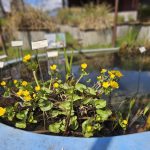 Úspěch třeboňské botanické. Hvězdou sezony je koniklec, objeví se ale i masožravky
