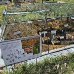 Úspěch třeboňské botanické. Hvězdou sezony je koniklec, objeví se ale i masožravky