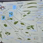 Úspěch třeboňské botanické. Hvězdou sezony je koniklec, objeví se ale i masožravky