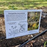 Úspěch třeboňské botanické. Hvězdou sezony je koniklec, objeví se ale i masožravky