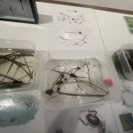 Den Země přinesl do Písku vzdělání a zábavu pro děti i dospělé