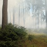 U Dírné na Táborsku hoří les a hrabanka. Na místě je šest cisteren