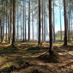 U Dírné na Táborsku hoří les a hrabanka. Na místě je šest cisteren