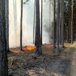 U Dírné na Táborsku hoří les a hrabanka. Na místě je šest cisteren