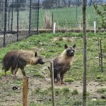 Zoo Na Hrádečku představí hyenky hřívnaté i nové dětské hřiště. Zahrada je právě teď plná mláďat