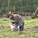 Zoo Na Hrádečku představí hyenky hřívnaté i nové dětské hřiště. Zahrada je právě teď plná mláďat