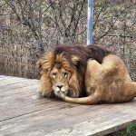 Zoo Na Hrádečku představí hyenky hřívnaté i nové dětské hřiště. Zahrada je právě teď plná mláďat