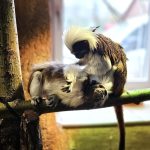 Zoo Na Hrádečku představí hyenky hřívnaté i nové dětské hřiště. Zahrada je právě teď plná mláďat