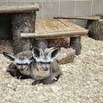Zoo Na Hrádečku představí hyenky hřívnaté i nové dětské hřiště. Zahrada je právě teď plná mláďat
