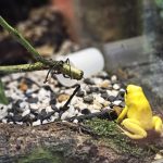 Zoo Na Hrádečku představí hyenky hřívnaté i nové dětské hřiště. Zahrada je právě teď plná mláďat