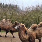 Zoo Na Hrádečku představí hyenky hřívnaté i nové dětské hřiště. Zahrada je právě teď plná mláďat
