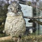 Zoo Na Hrádečku představí hyenky hřívnaté i nové dětské hřiště. Zahrada je právě teď plná mláďat