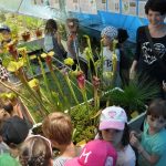 Úspěch třeboňské botanické. Hvězdou sezony je koniklec, objeví se ale i masožravky