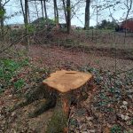 Téměř sedmdesátka dubů padla. Boršov řeší selhání v komunikaci