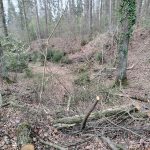 Téměř sedmdesátka dubů padla. Boršov řeší selhání v komunikaci