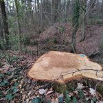 Téměř sedmdesátka dubů padla. Boršov řeší selhání v komunikaci