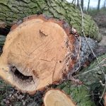 Téměř sedmdesátka dubů padla. Boršov řeší selhání v komunikaci