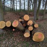 Téměř sedmdesátka dubů padla. Boršov řeší selhání v komunikaci