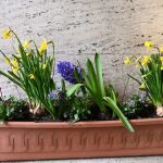 Jarní výzdoba u písecké radnice dlouho nevydržela. Květiny někdo ukradl