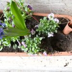 Jarní výzdoba u písecké radnice dlouho nevydržela. Květiny někdo ukradl