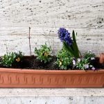 Jarní výzdoba u písecké radnice dlouho nevydržela. Květiny někdo ukradl