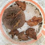 Migrační bariéry nainstalované na Písecku zachytily tisíce obojživelníků