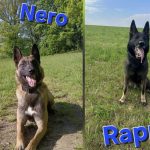 Seniorka vyrazila na kopřivy do velikonoční nádivky. Domů se nevrátila