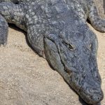 Krokodýlí samice Lela Karlose Vémoly má nový domov v Zoo Dvorec u Borovan